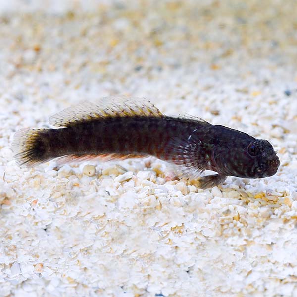 Crested Oyster Goby, Captive-Bred ORA® Crested Oyster Goby, Captive-Bred ORA®